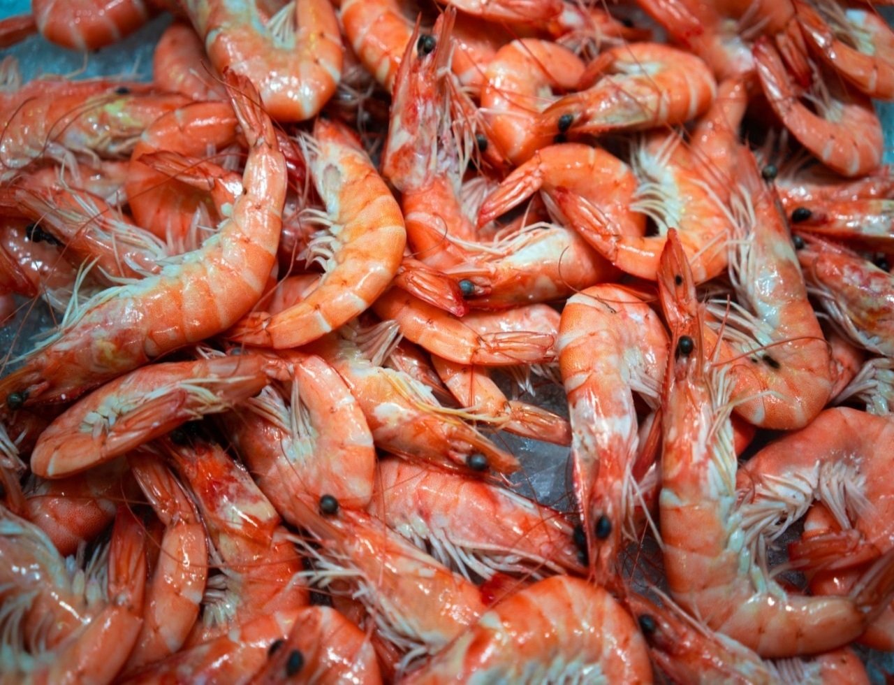 istockphoto-1009822152-2048x2048 (1)