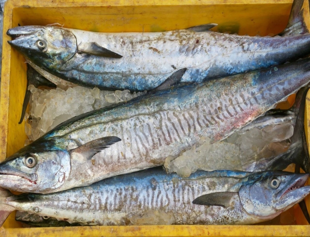 istockphoto-1138976556-2048x2048